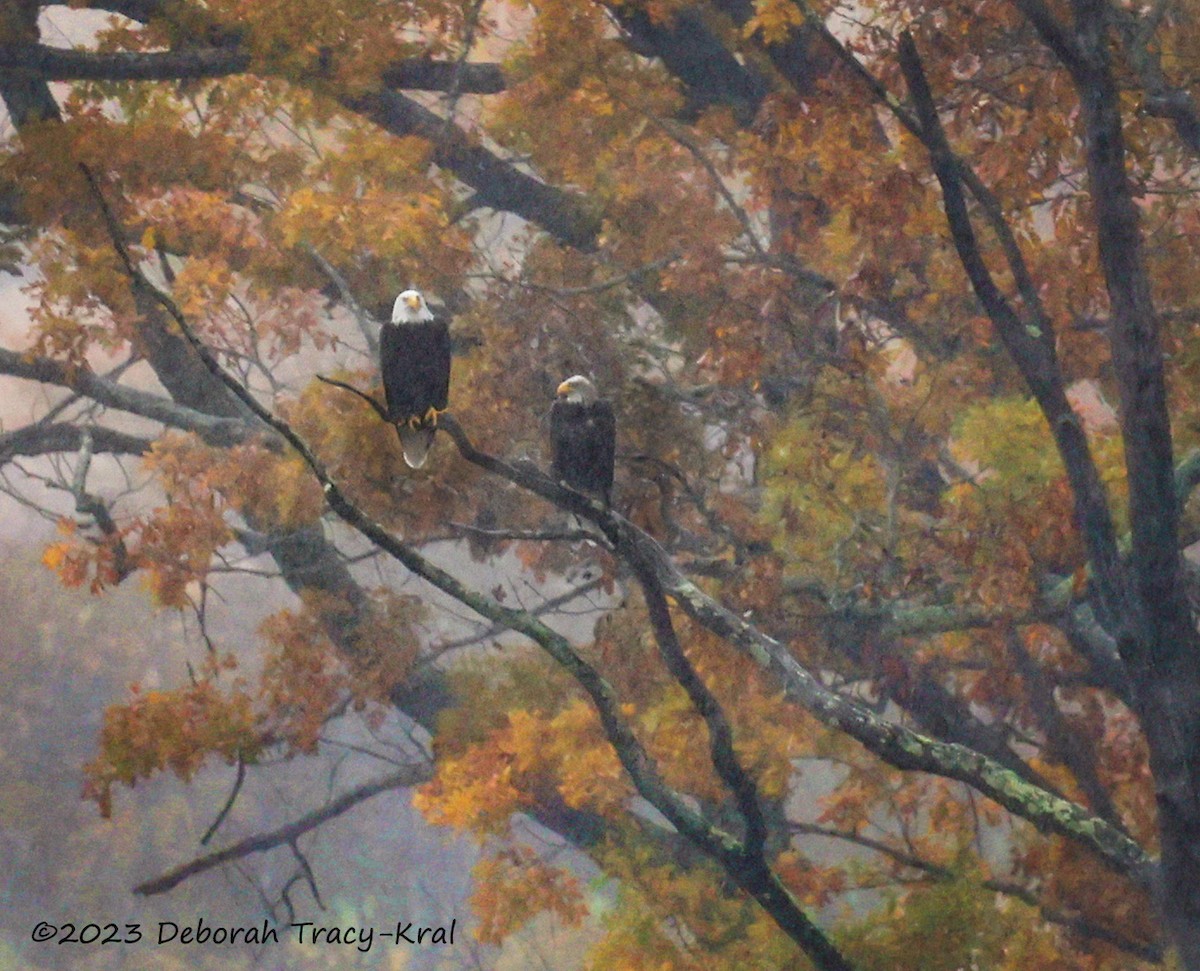 Bald Eagle - ML610181355