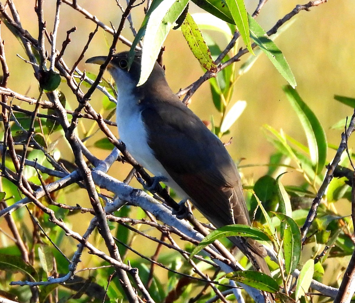 Yellow-billed Cuckoo - ML610181502