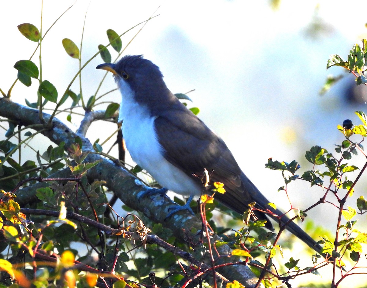 Yellow-billed Cuckoo - ML610181594