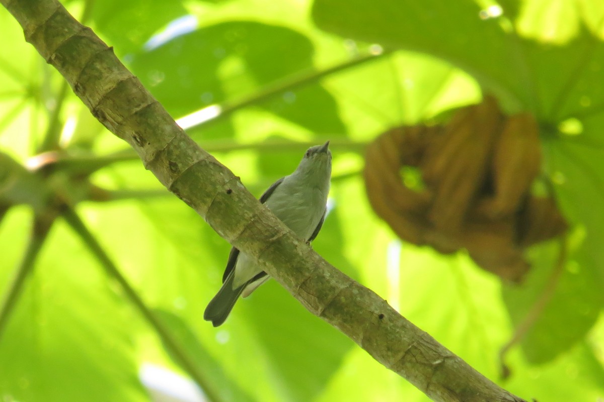 Pearly-breasted Conebill - Tomaz Melo