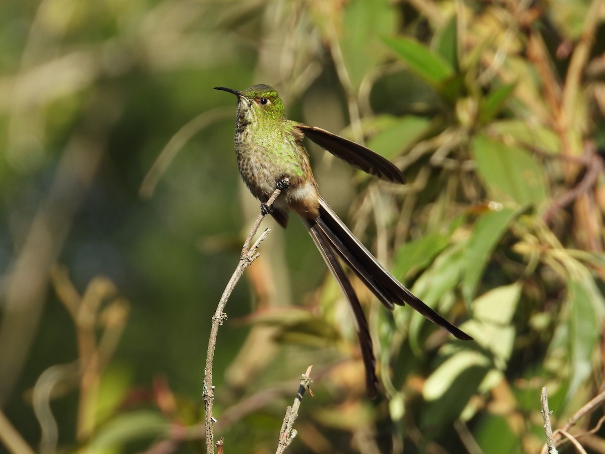 Black-tailed Trainbearer - ML610181693