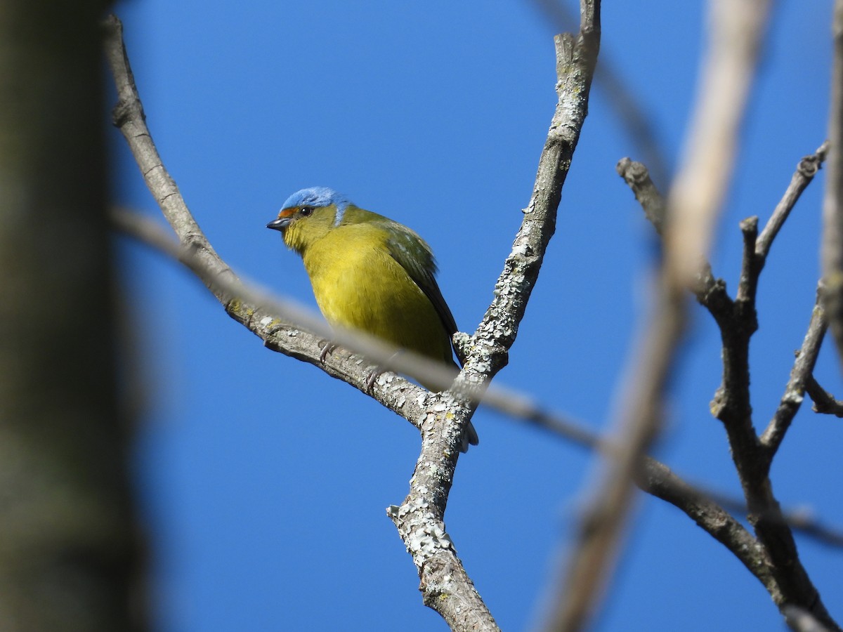 Golden-rumped Euphonia - Francisco Sornoza