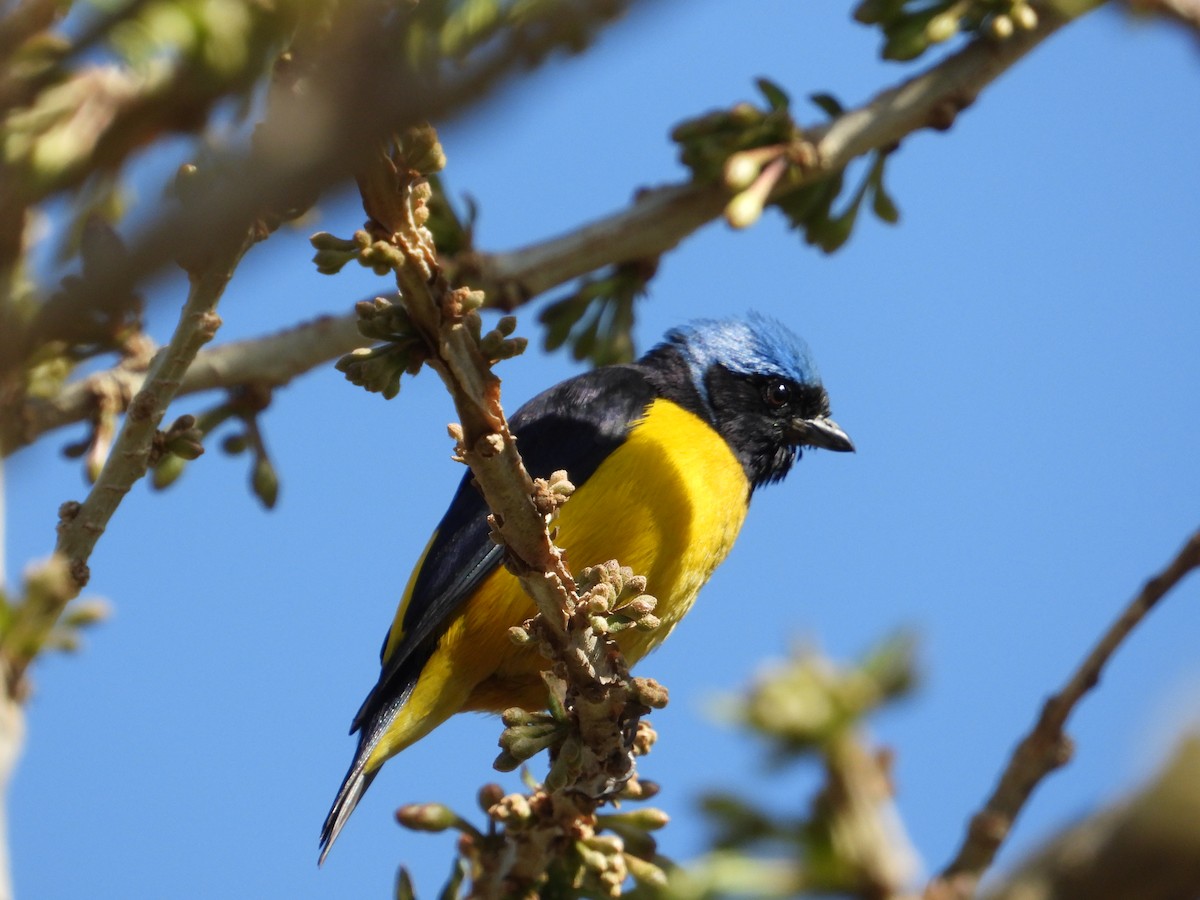 Golden-rumped Euphonia - ML610181728
