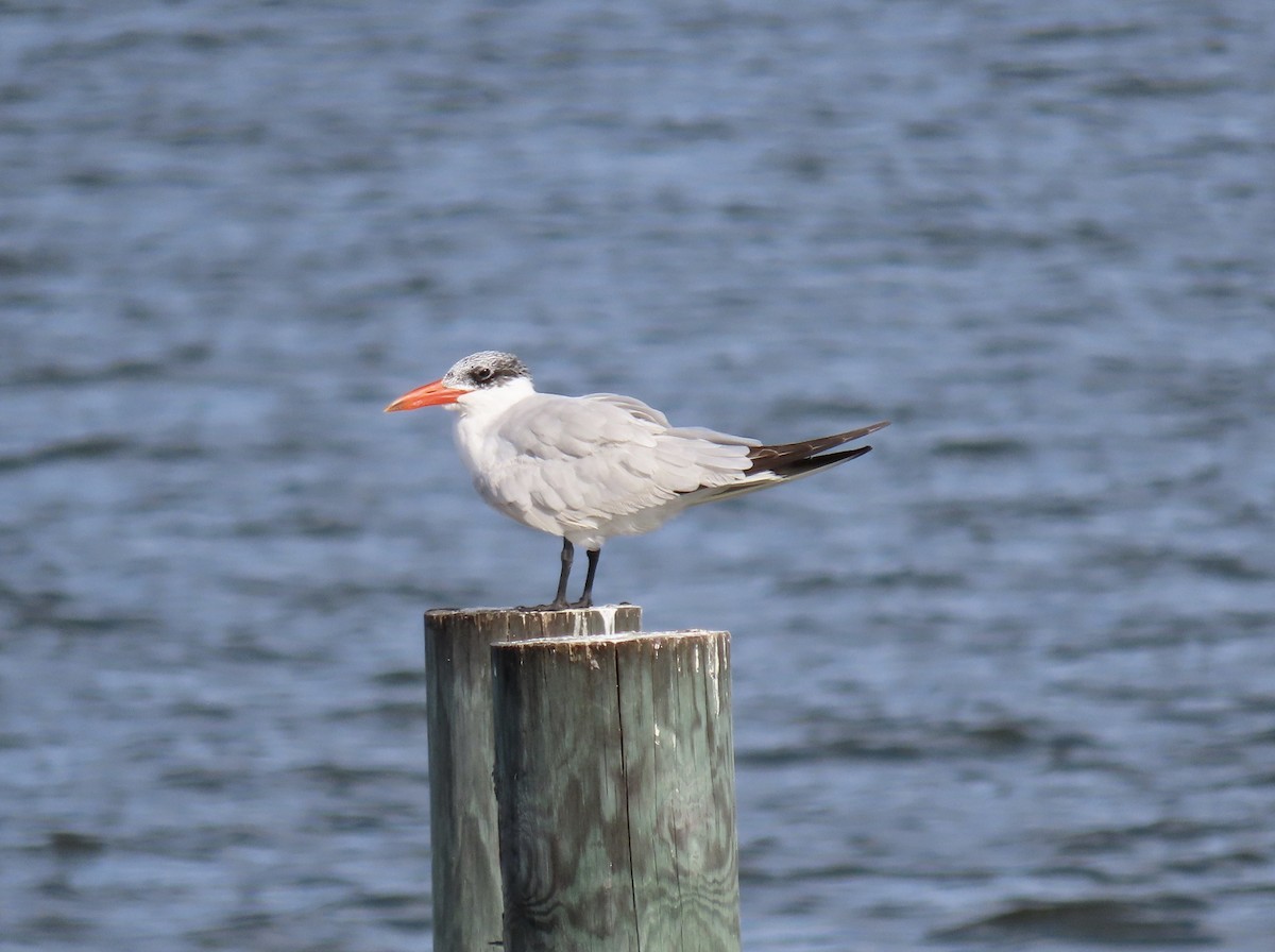 Caspian Tern - ML610181774