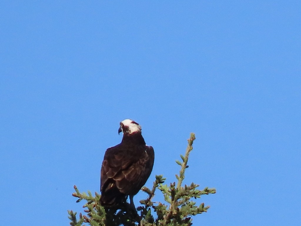 Osprey - JOSE LEONIDAS AREVALO DIAZ