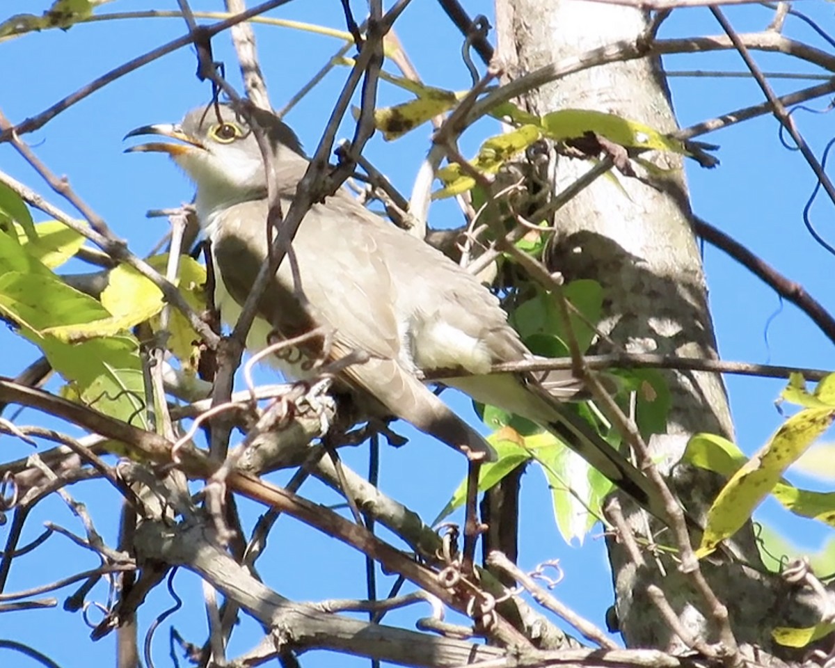 Yellow-billed Cuckoo - Karen Hogan