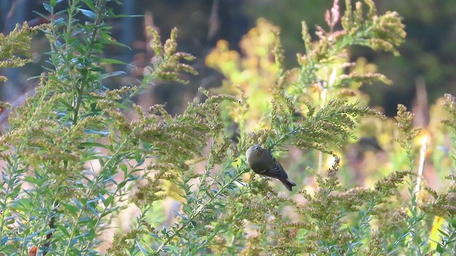 Ruby-crowned Kinglet - ML610182019