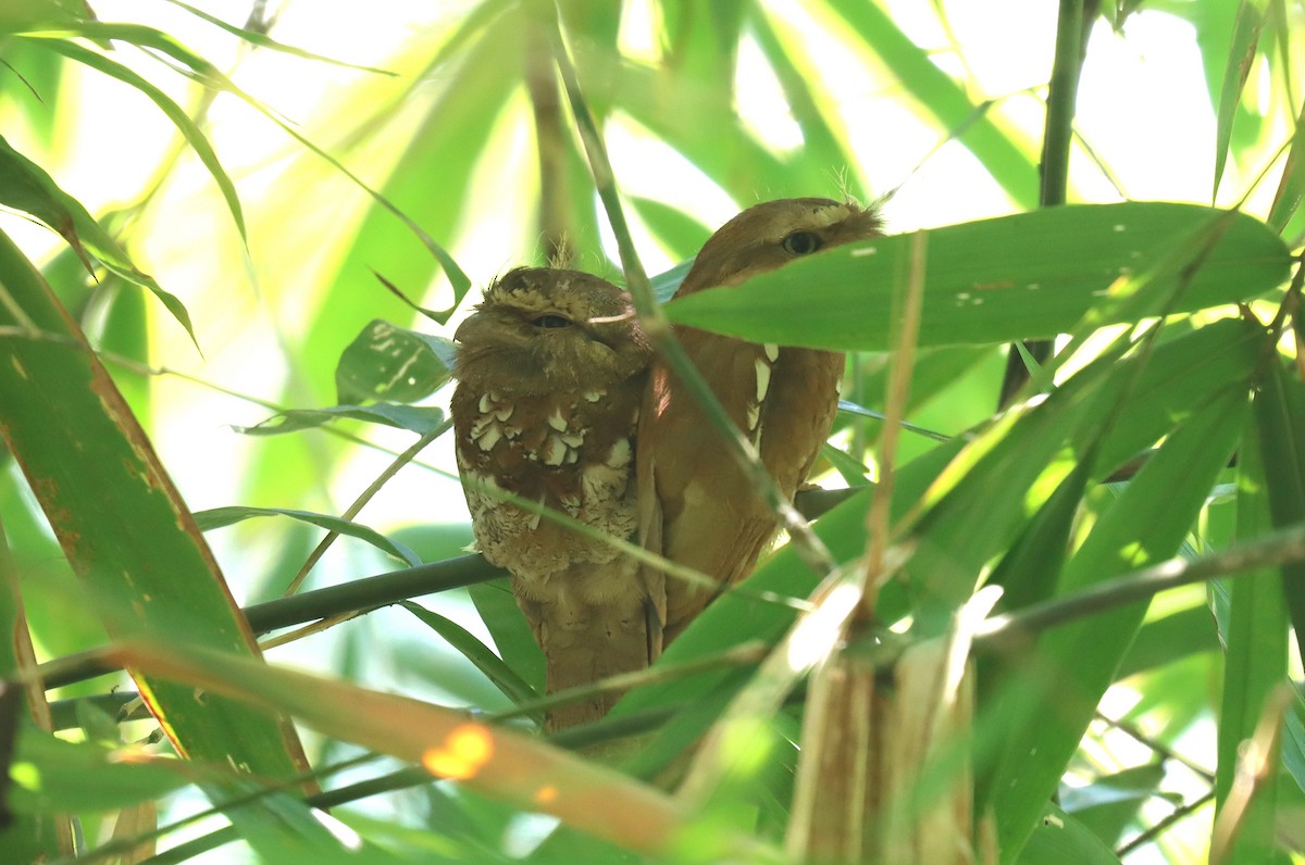 Javan Frogmouth - ML610182090