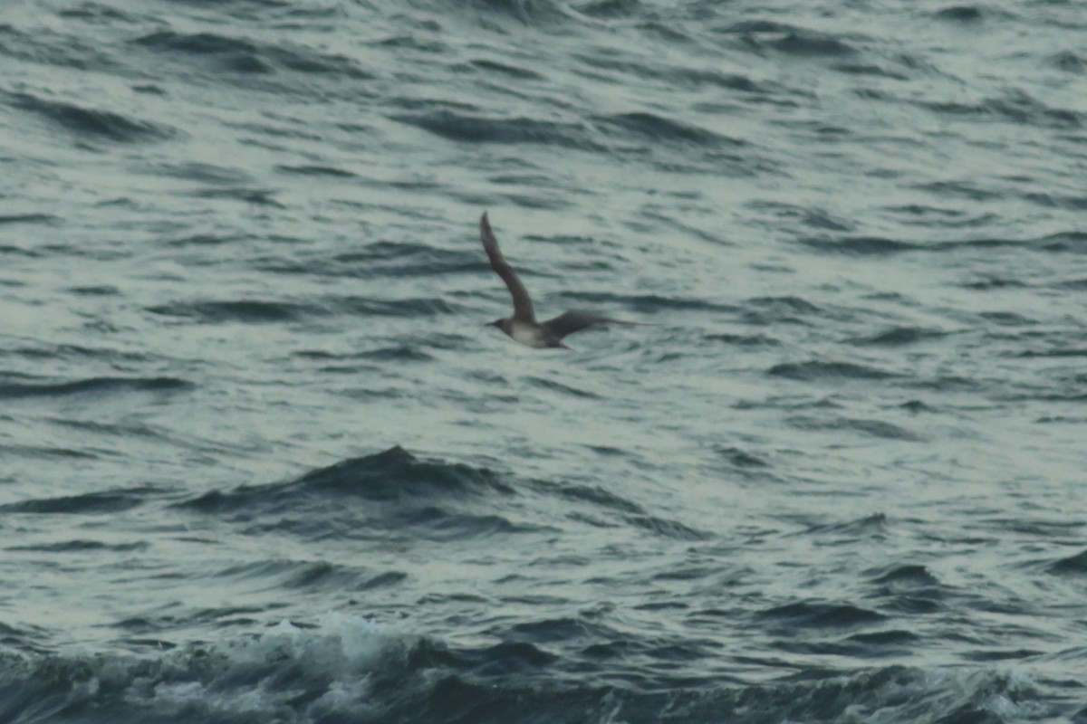 Pomarine Jaeger - Robin Besançon