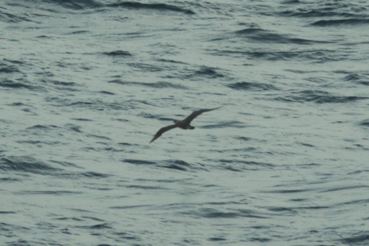 Pomarine Jaeger - Robin Besançon