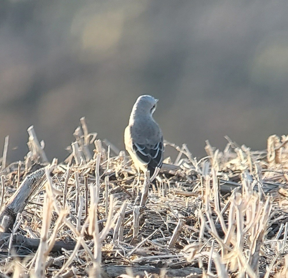 Scissor-tailed Flycatcher - ML610182146