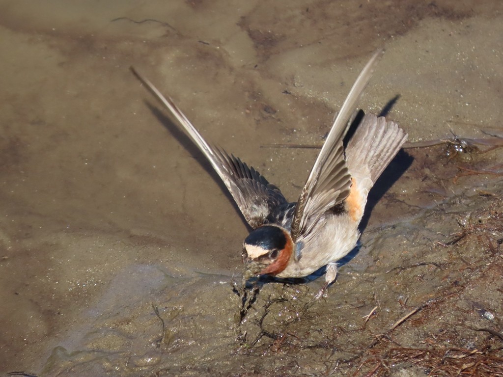 Cliff Swallow - JOSE LEONIDAS AREVALO DIAZ