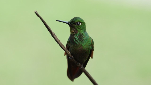 Colibri rubis-émeraude - ML610182426