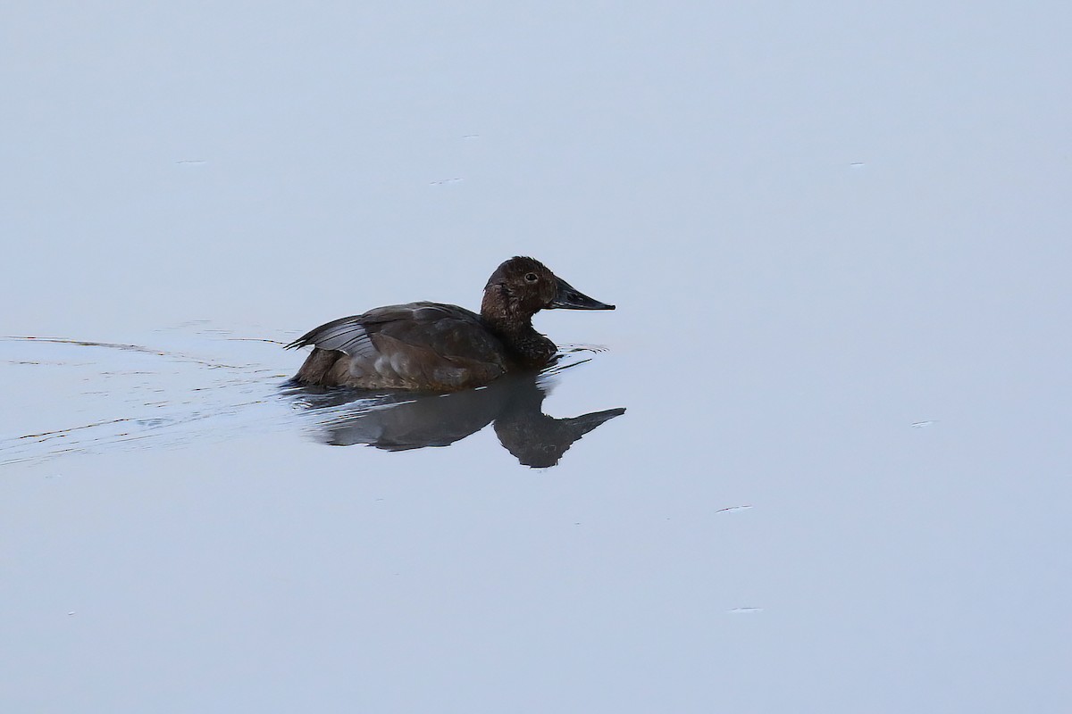 Canvasback - ML610182452