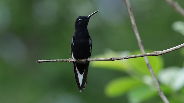 Colibrí Negro - ML610182590