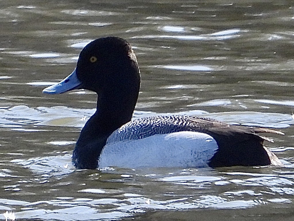 小斑背潛鴨 - ML610182687