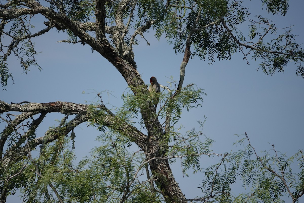 Golden-fronted Woodpecker - ML610182704