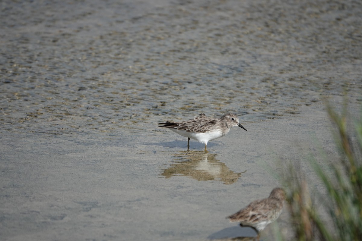 Least Sandpiper - ML610182713