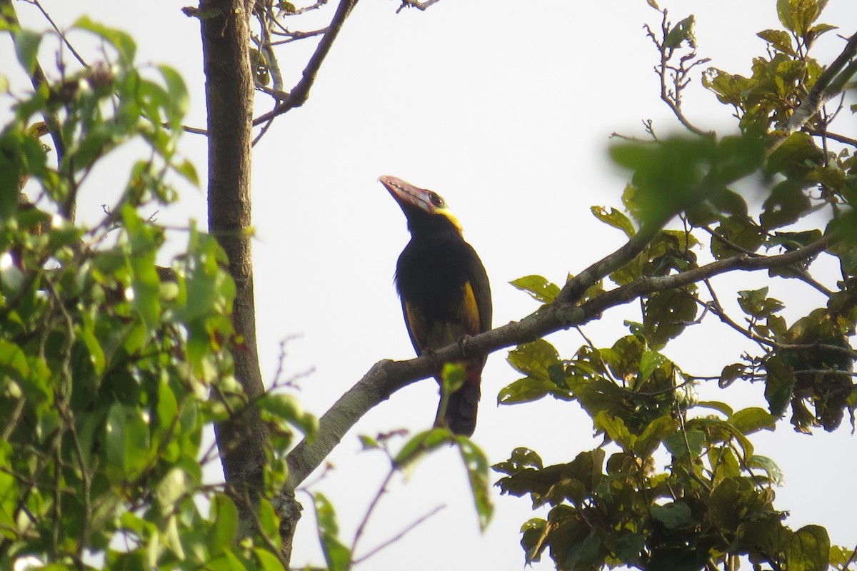 Toucanet de Natterer - ML610182736