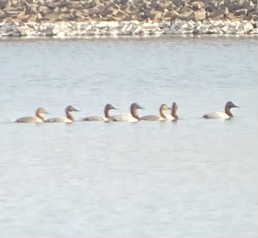 Canvasback - Cynthia Hickey