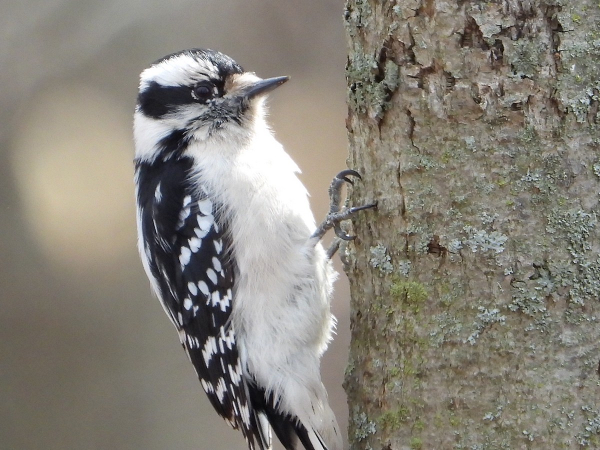 Downy Woodpecker - ML610182832