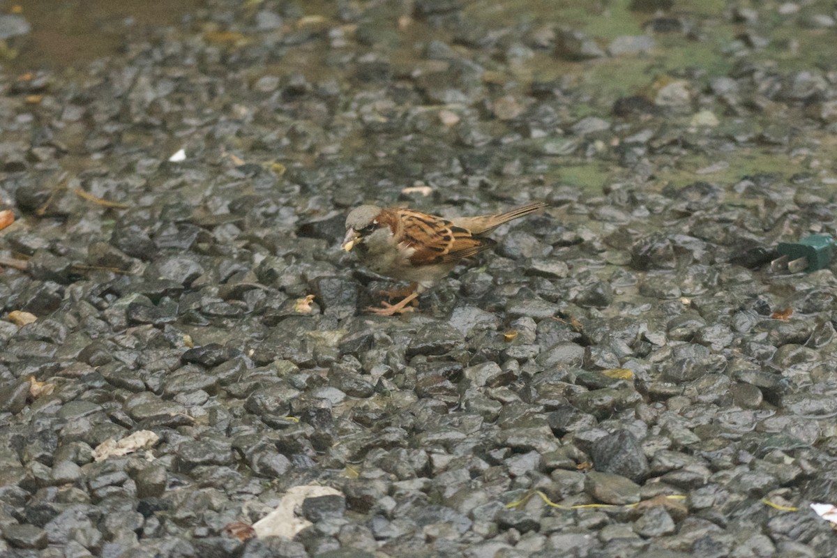 House Sparrow - Jan Cubilla