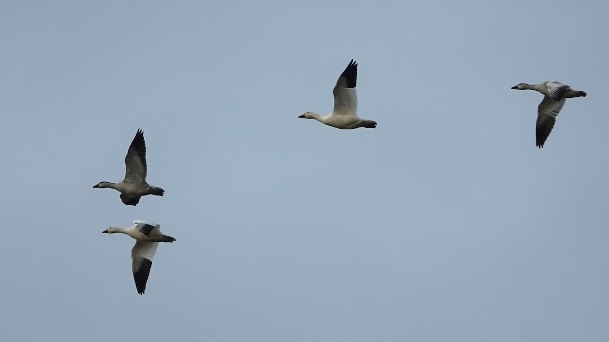 Snow Goose - ML610182877