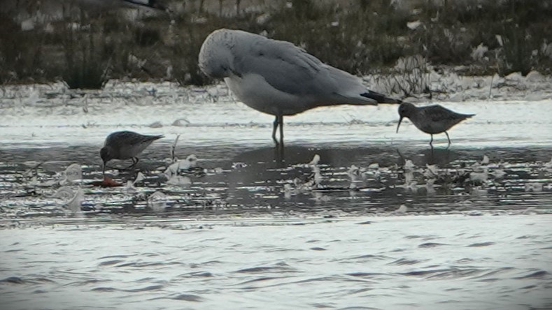 Alpenstrandläufer - ML610182921