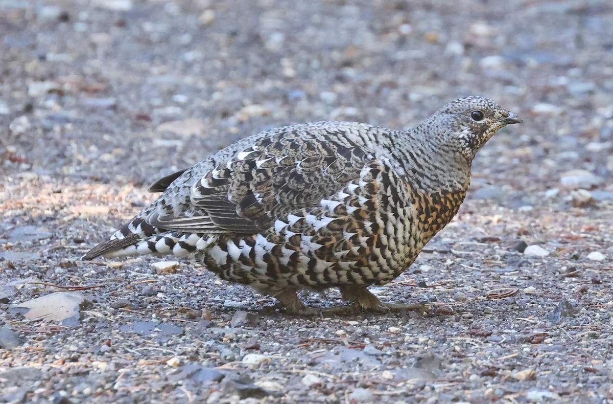 Spruce Grouse - ML610183012