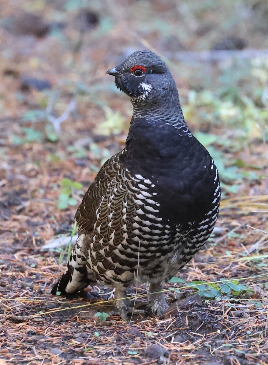 Spruce Grouse - ML610183015