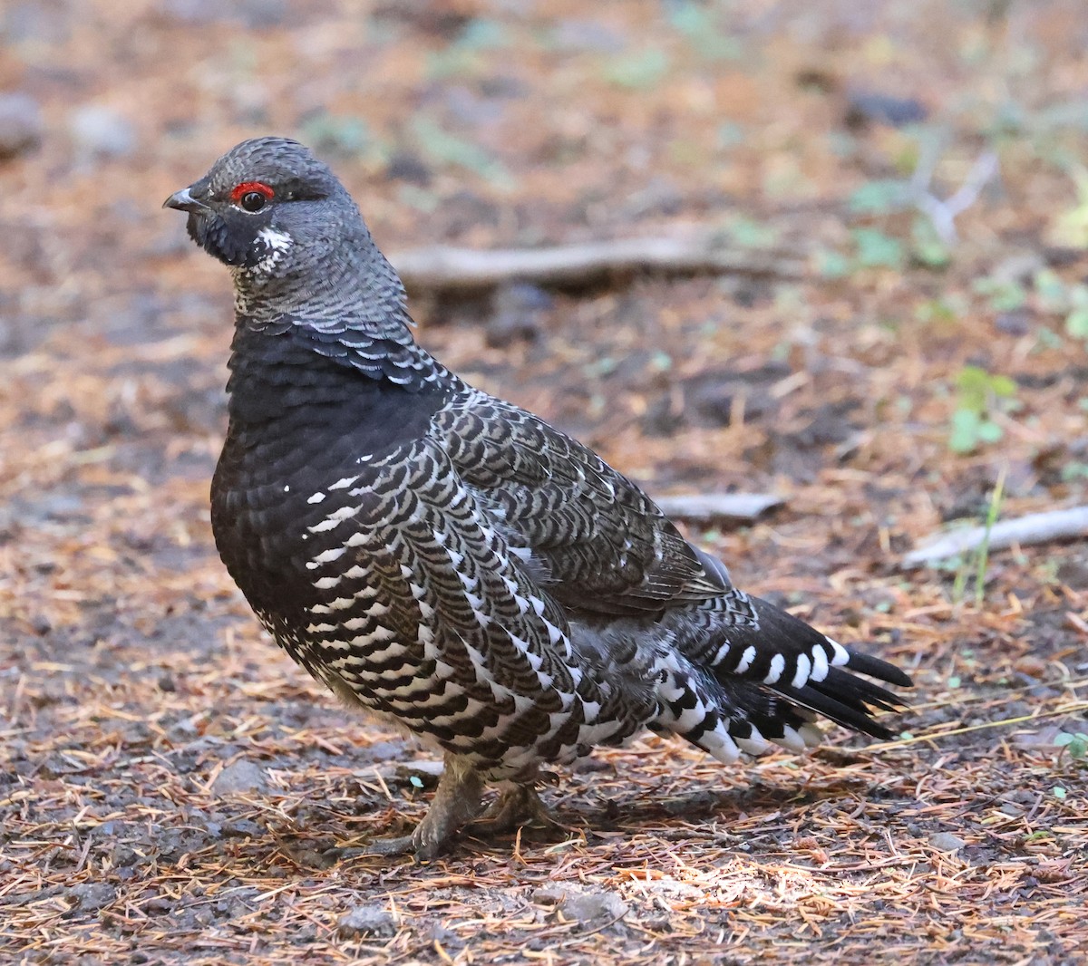 Spruce Grouse - ML610183016