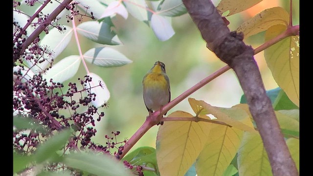 Northern Parula - ML610183112