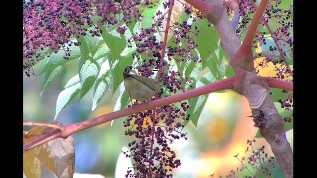 Tennessee Warbler - ML610183141