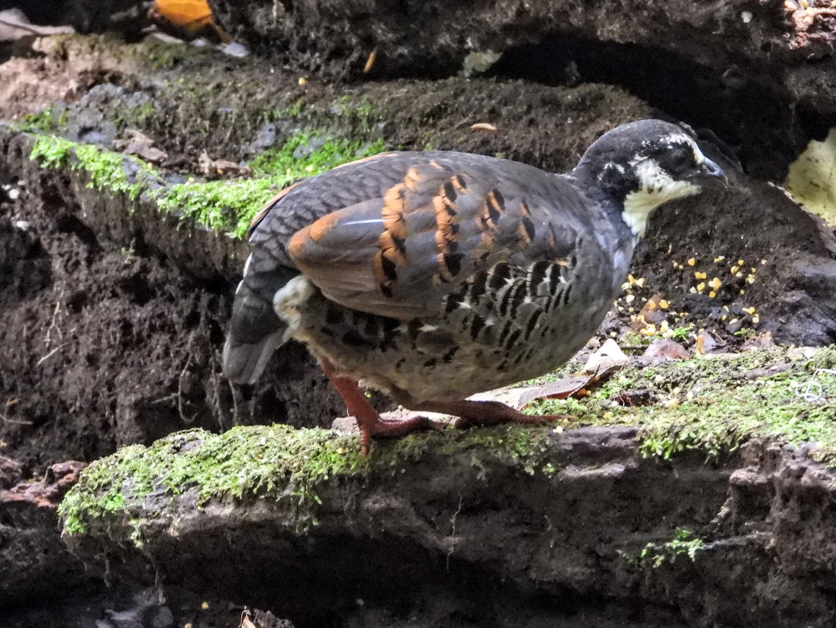 Gray-breasted Partridge - Warren Regelmann