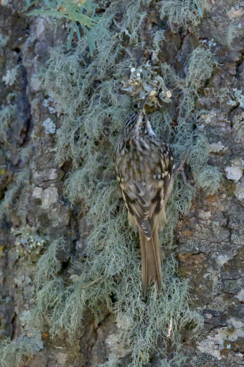 Brown Creeper - ML610183202