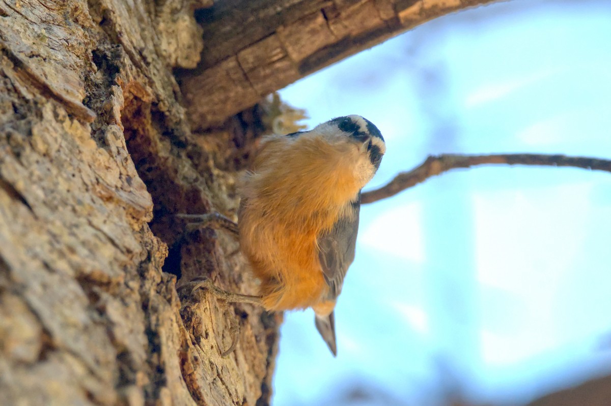 Red-breasted Nuthatch - ML610183241