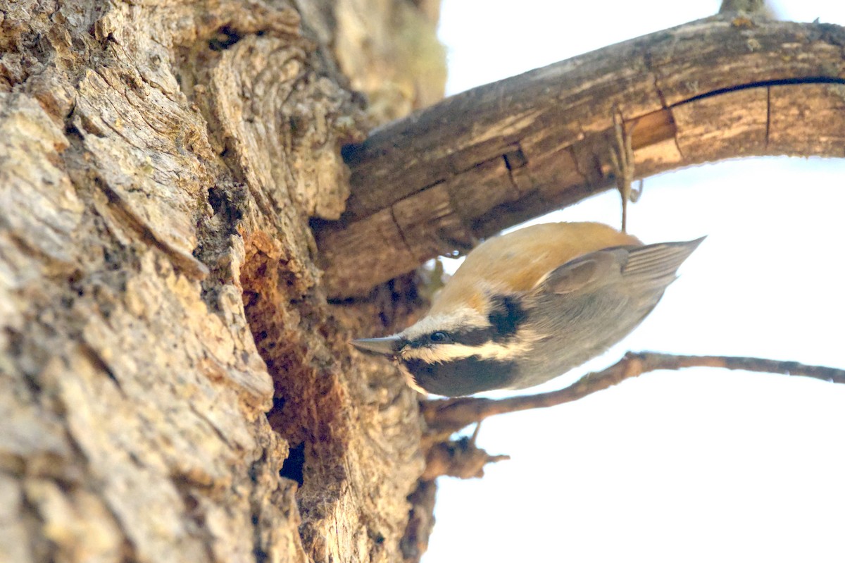 Red-breasted Nuthatch - ML610183243