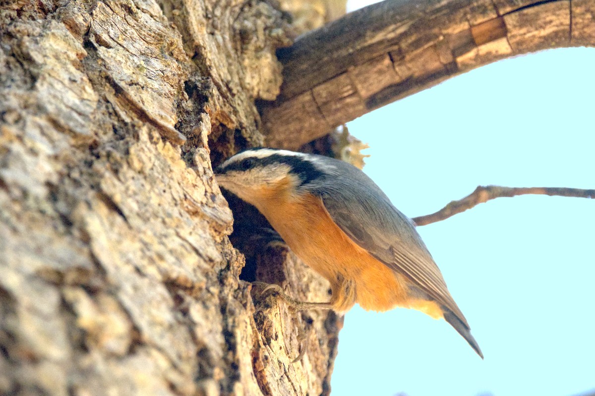 Red-breasted Nuthatch - ML610183244