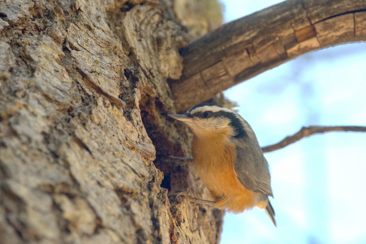 Red-breasted Nuthatch - ML610183248