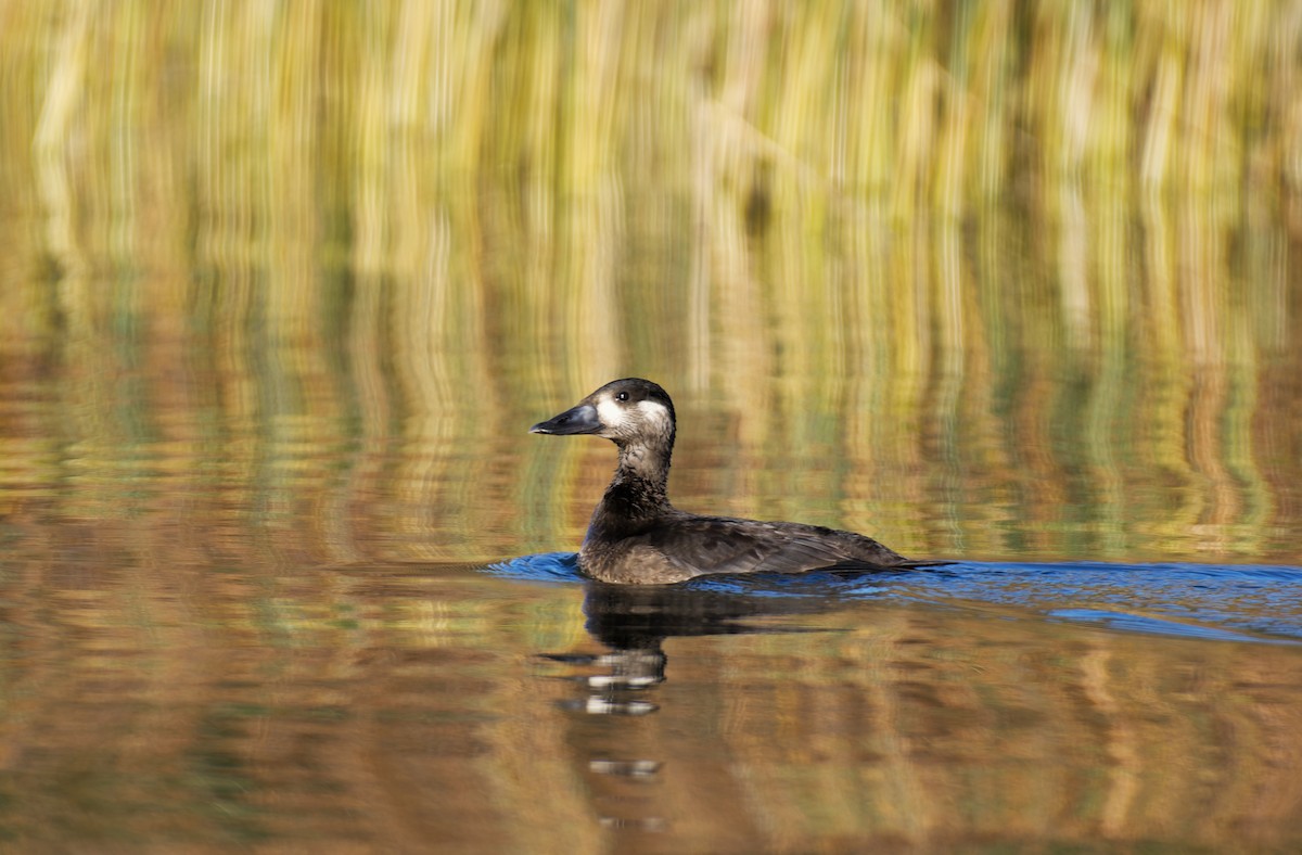 Surf Scoter - ML610183284