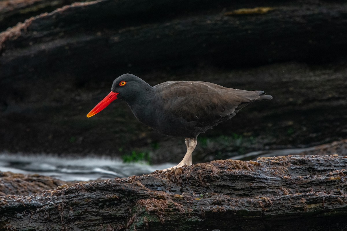 Blackish Oystercatcher - ML610183309