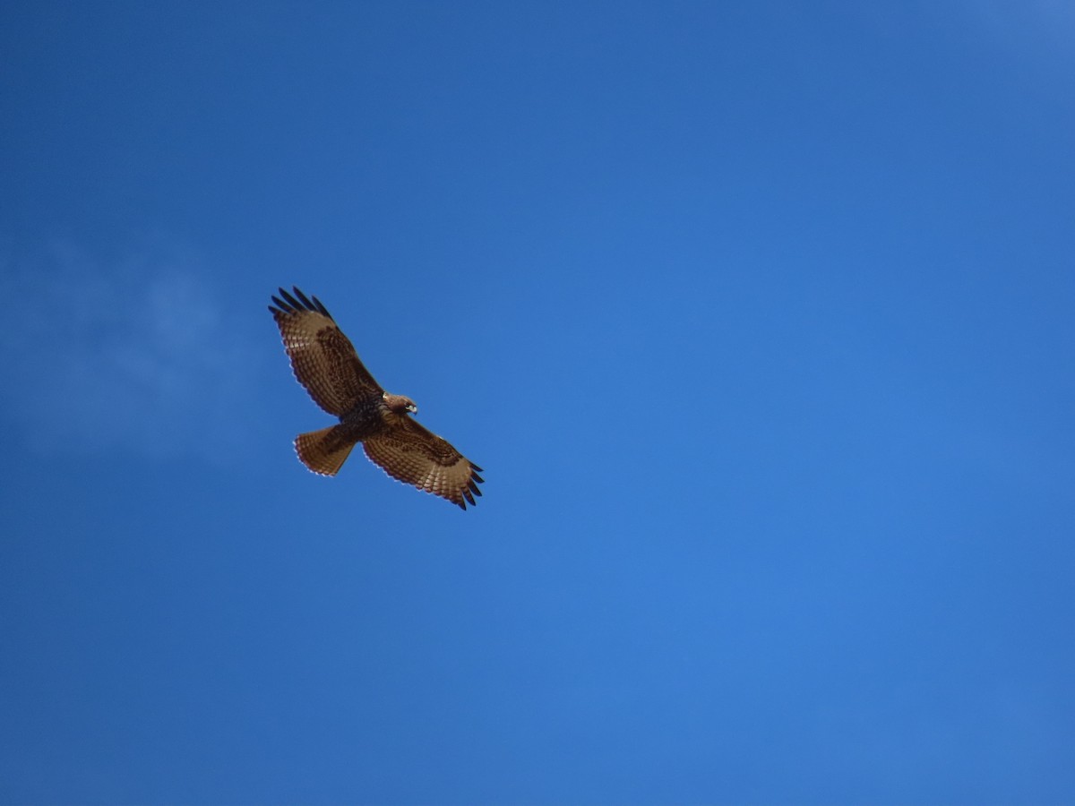 Red-tailed Hawk - ML610183450