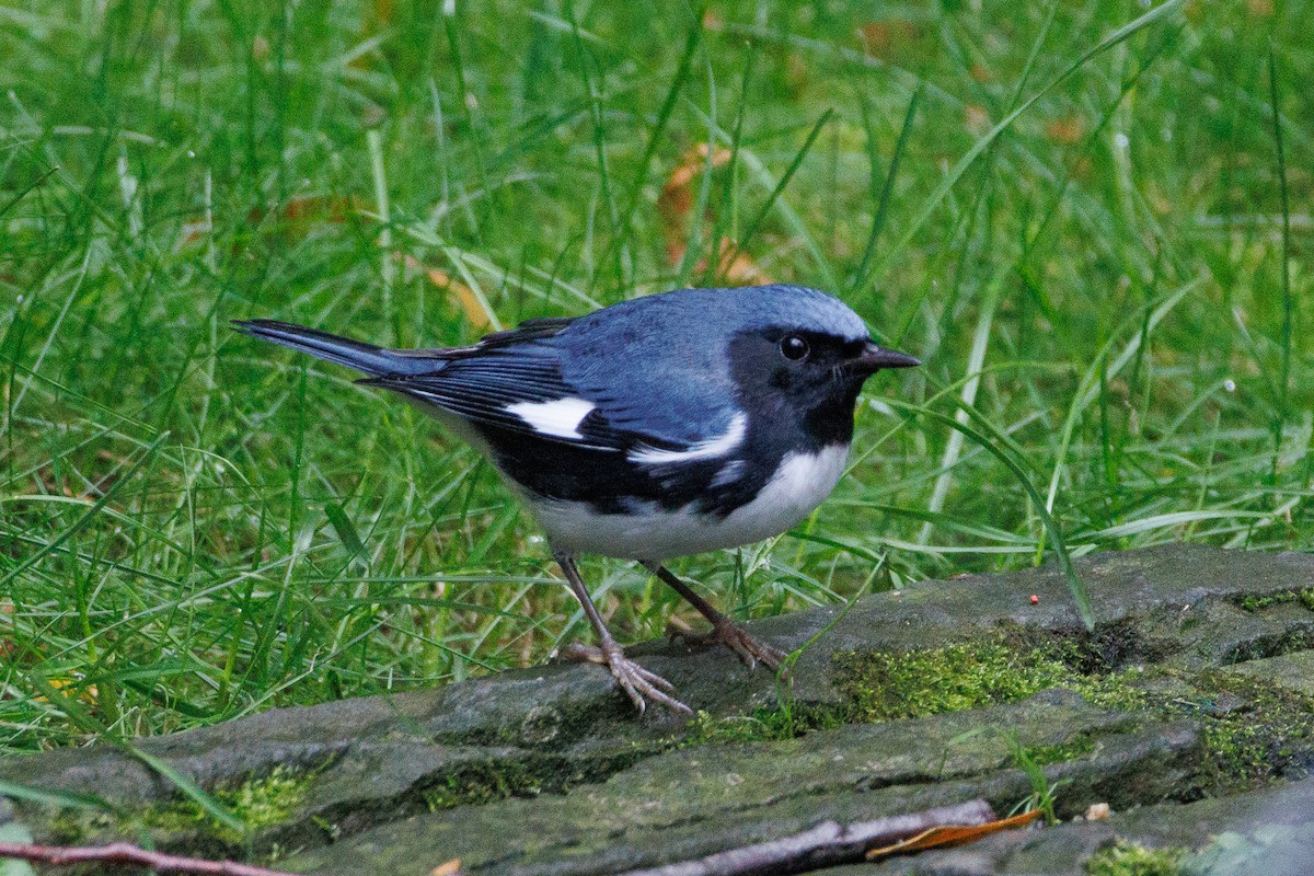 blåparula - ML610183504