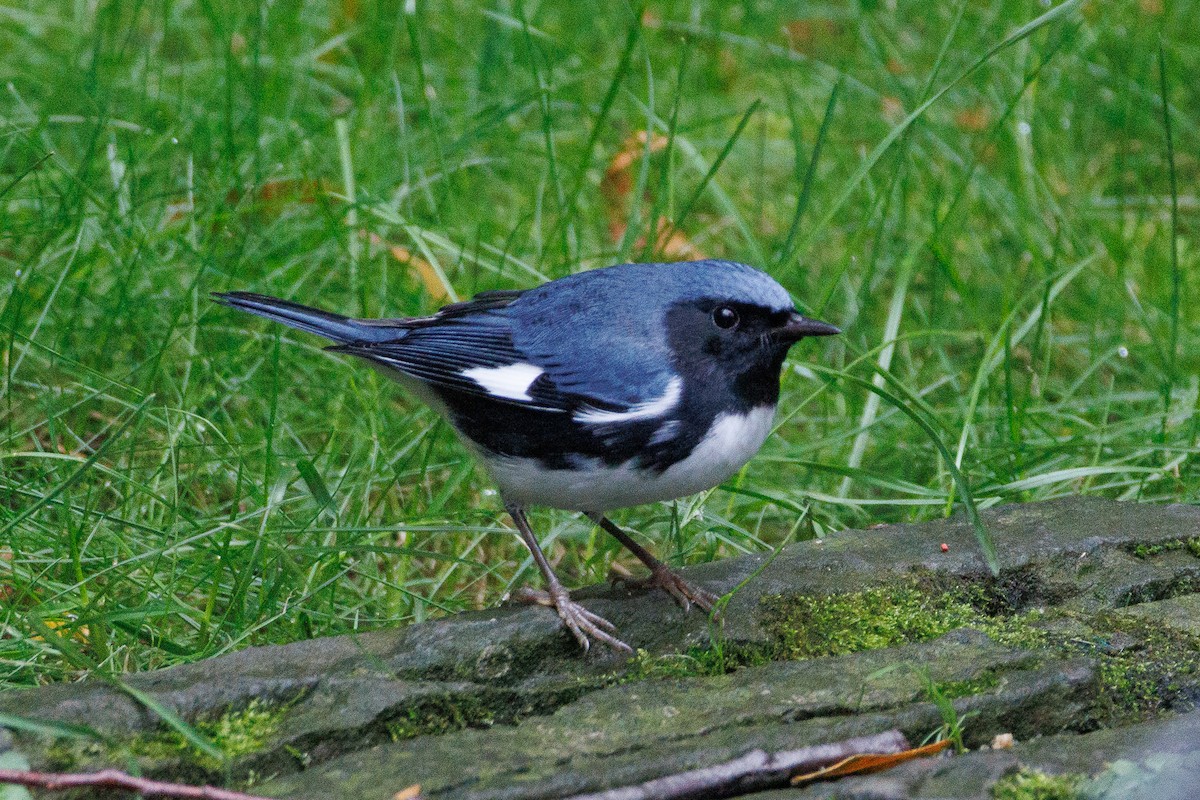 Black-throated Blue Warbler - ML610183504