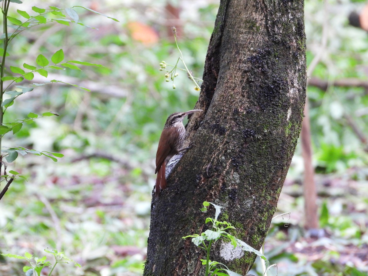 Narrow-billed Woodcreeper - Más Aves