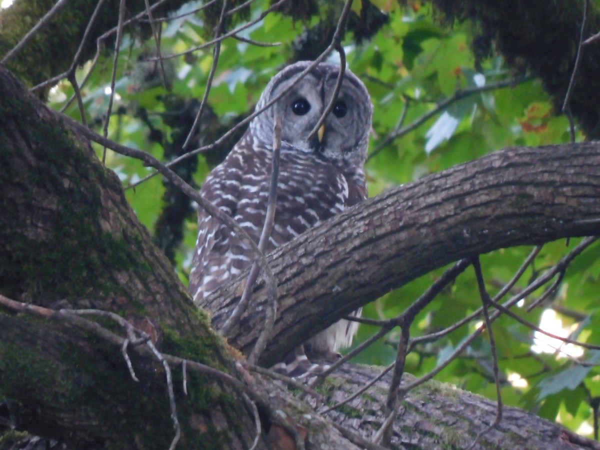 Barred Owl - ML610183521