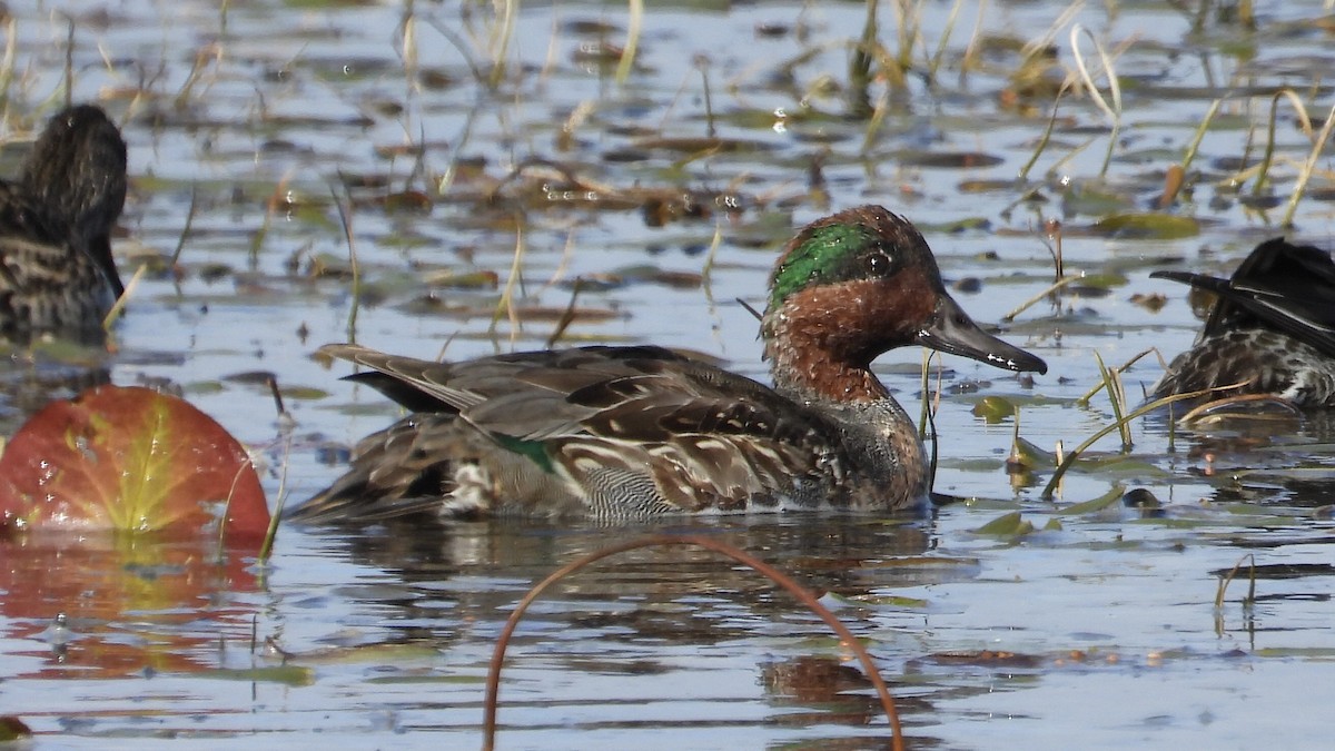 Green-winged Teal - Dan J. MacNeal