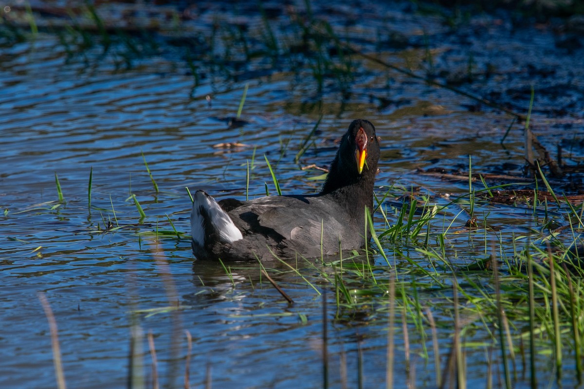 Red-fronted Coot - ML610183542