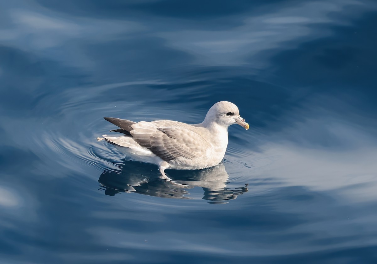 Northern Fulmar - ML610183587