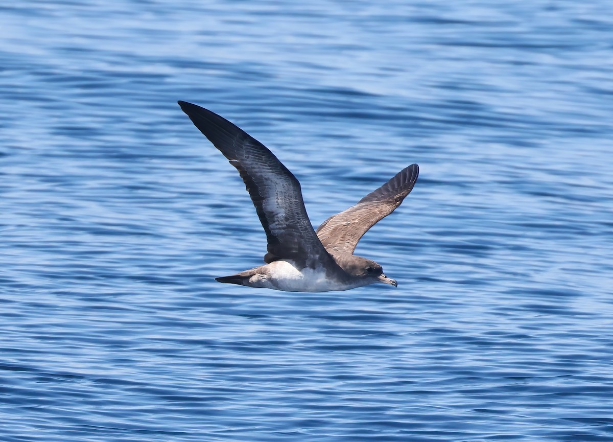 Pink-footed Shearwater - ML610183673
